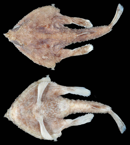 海蝠魚、Malthopsis gigas、Malthopsis jordani