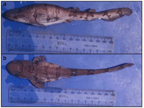 斑點絨毛鯊，摘自Schaaf-Da Silva and Ebert, 2008。