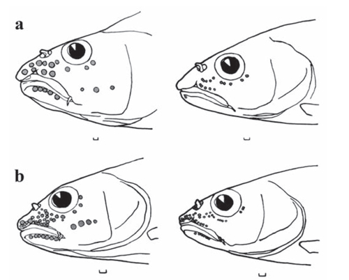 台灣馬口魚(a)與屏東馬口魚(b)之頭部型態
