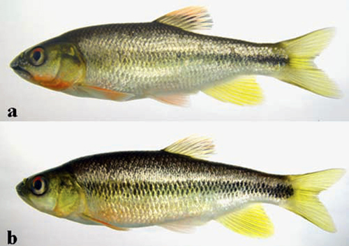 屏東馬口魚，摘自Chen et al., 2008。
