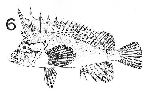 棘裸絨鮋原始描述之正模標本繪圖。摘自Chen (1981)