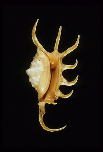 金黃蜘蛛螺