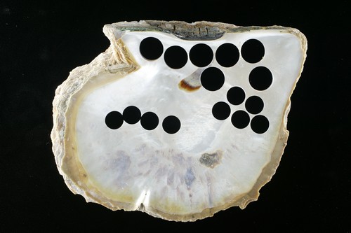 貝殼鈕釦用白蝶真珠母貝