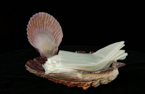 海扇蛤紙巾盤