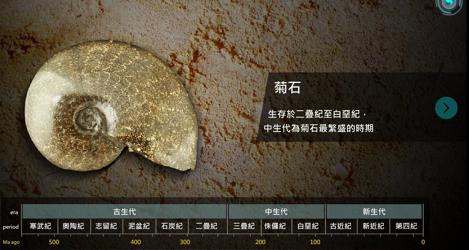 臺灣貝類館－－菊石化石