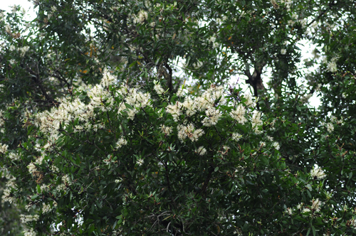 Melaleuca leucadendron、白千層