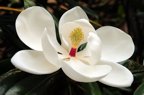 Magnolia grandiflora、洋玉蘭