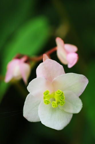 坪林秋海棠雌花，攝於金瓜寮溪。