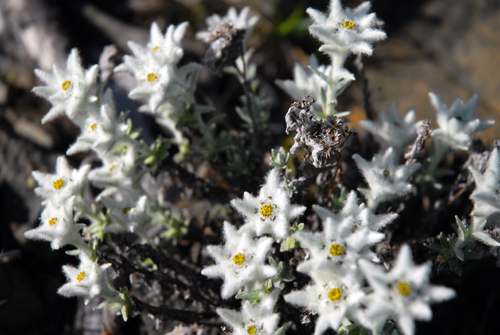 Leontopodium microphyllum、玉山薄雪草、六月雪