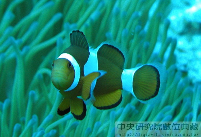 眼斑海葵魚 Amphiprion ocellaris