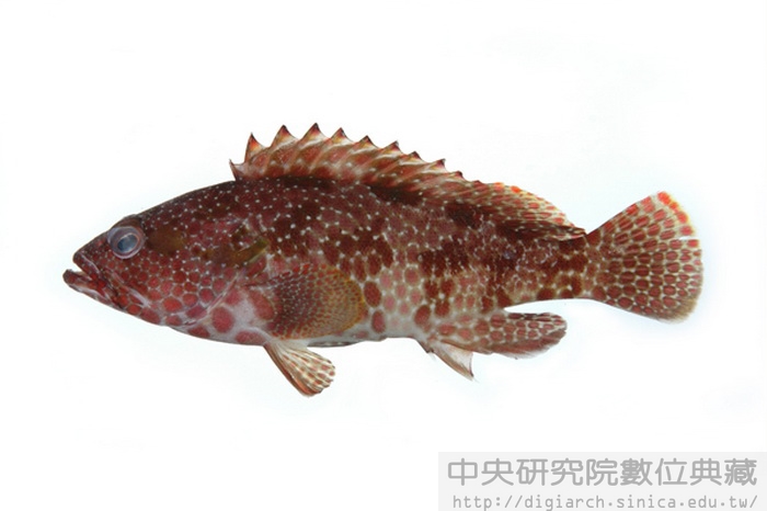 六角石斑魚 Epinephelus hexagonatus