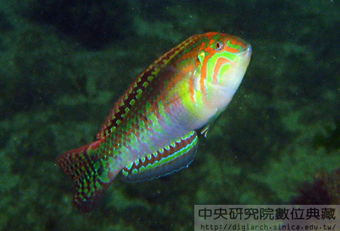 雲紋海豬魚 Halichoeres nebulosus