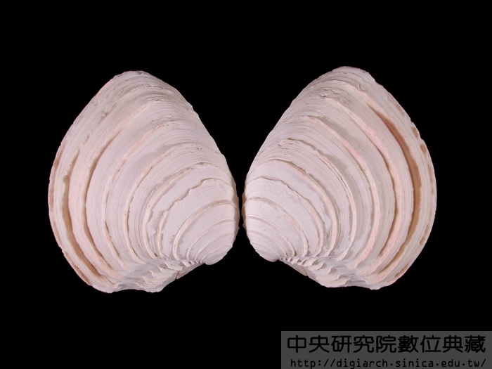 木彫蛋糕簾蛤Placamen calophylla