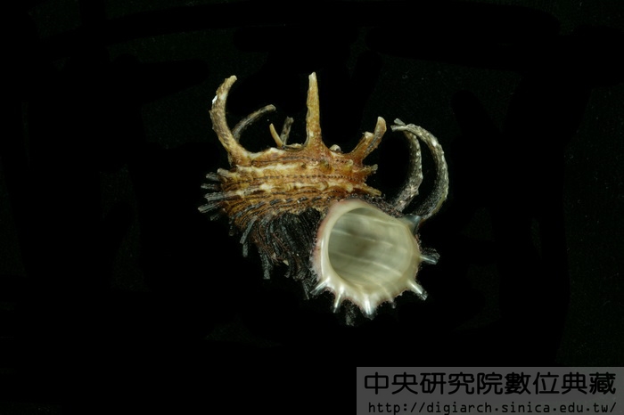 棘冠螺Angaria delphinus