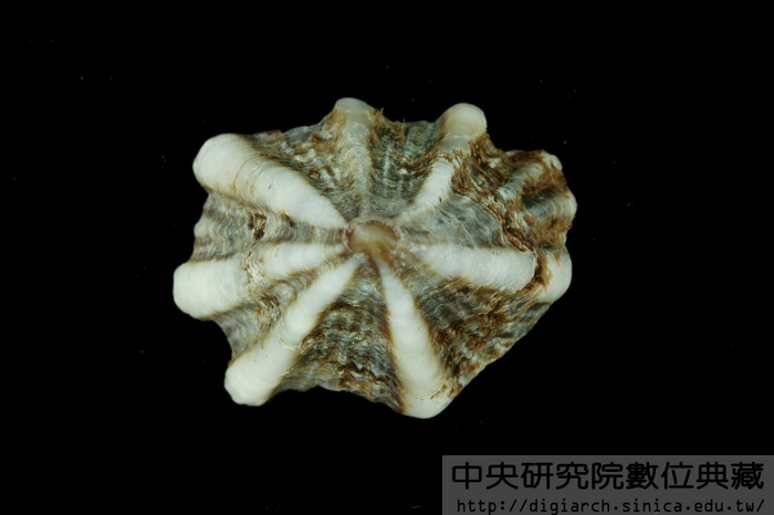 花松螺 Siphonaria laciniosa