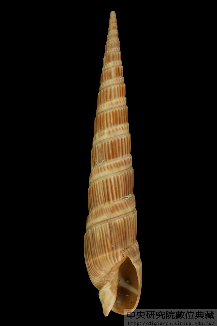 櫛筍螺 Duplicaria dussumieri