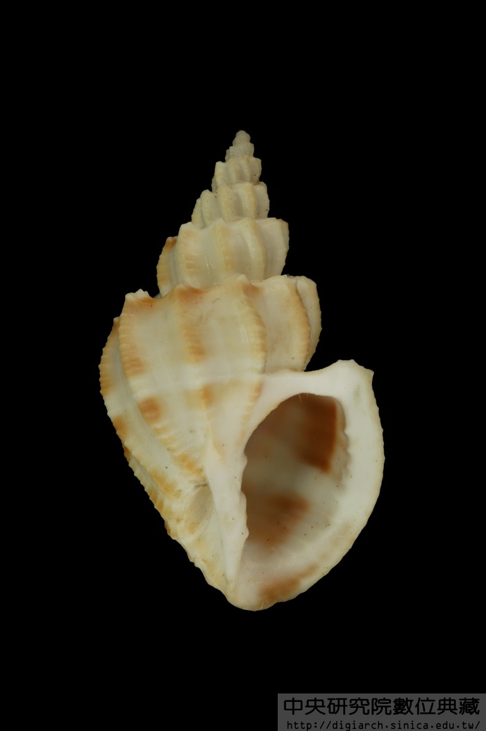 折紋核螺 Scalptia scalariformis