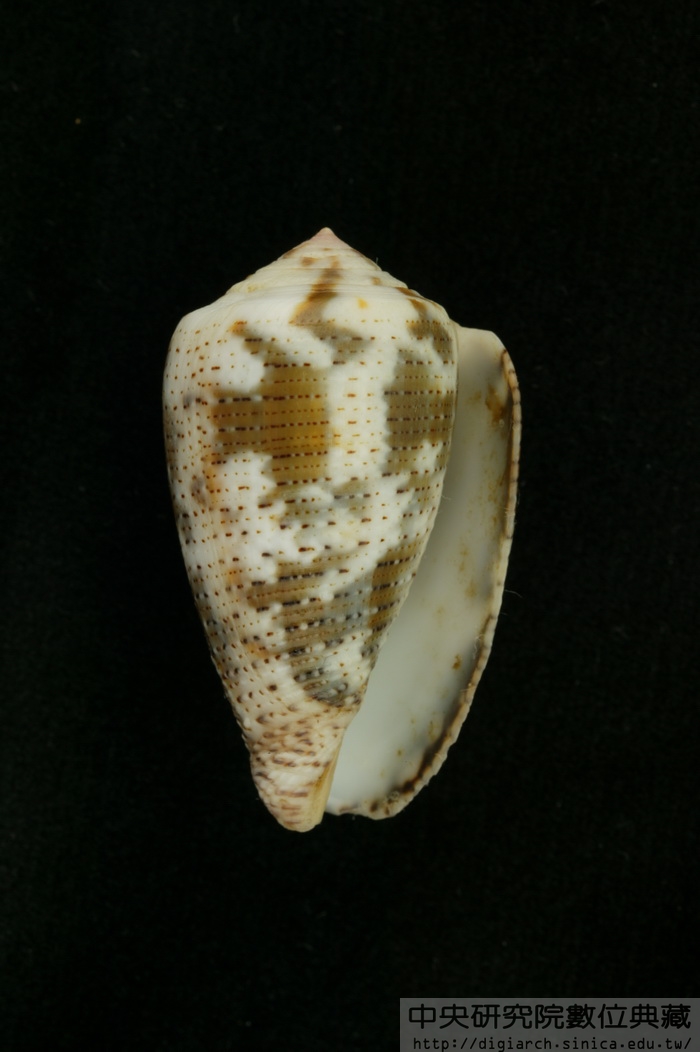 黑雲芋螺 Conus nigropunctatus