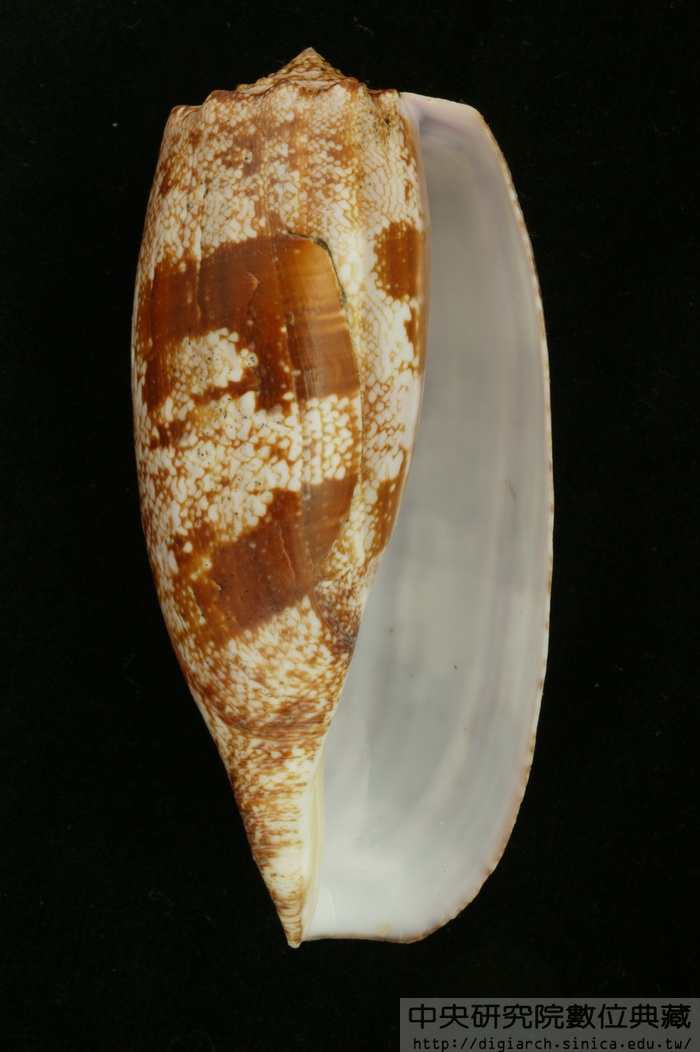 殺手芋螺 Conus geographus