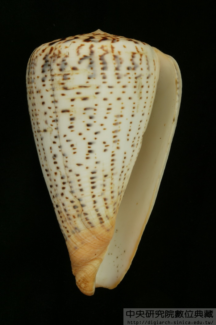 沙漏芋螺 Conus suratensis