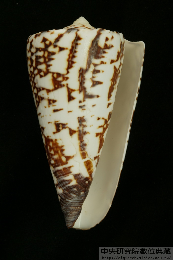 刺繡芋螺 Conus thalassiarchus