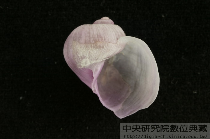 琉璃紫螺 Violetta globosa