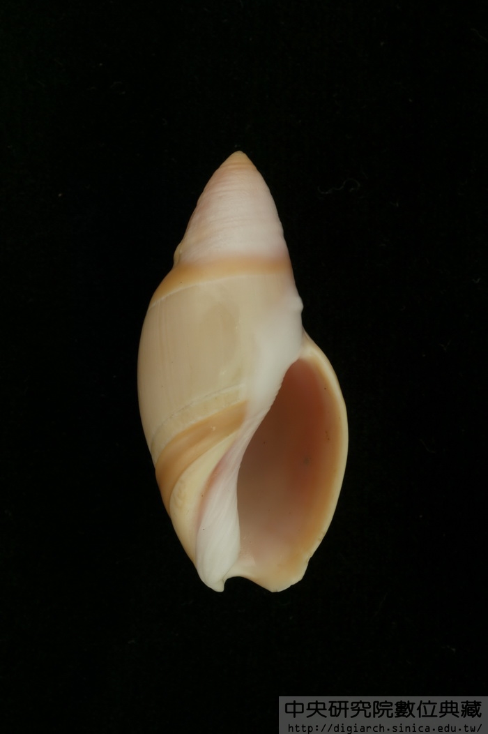 乳頭彈頭螺 Baryspira mammilla