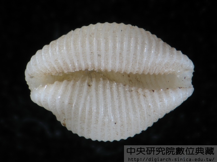 精雕蛹螺 Trivirostra akroterion