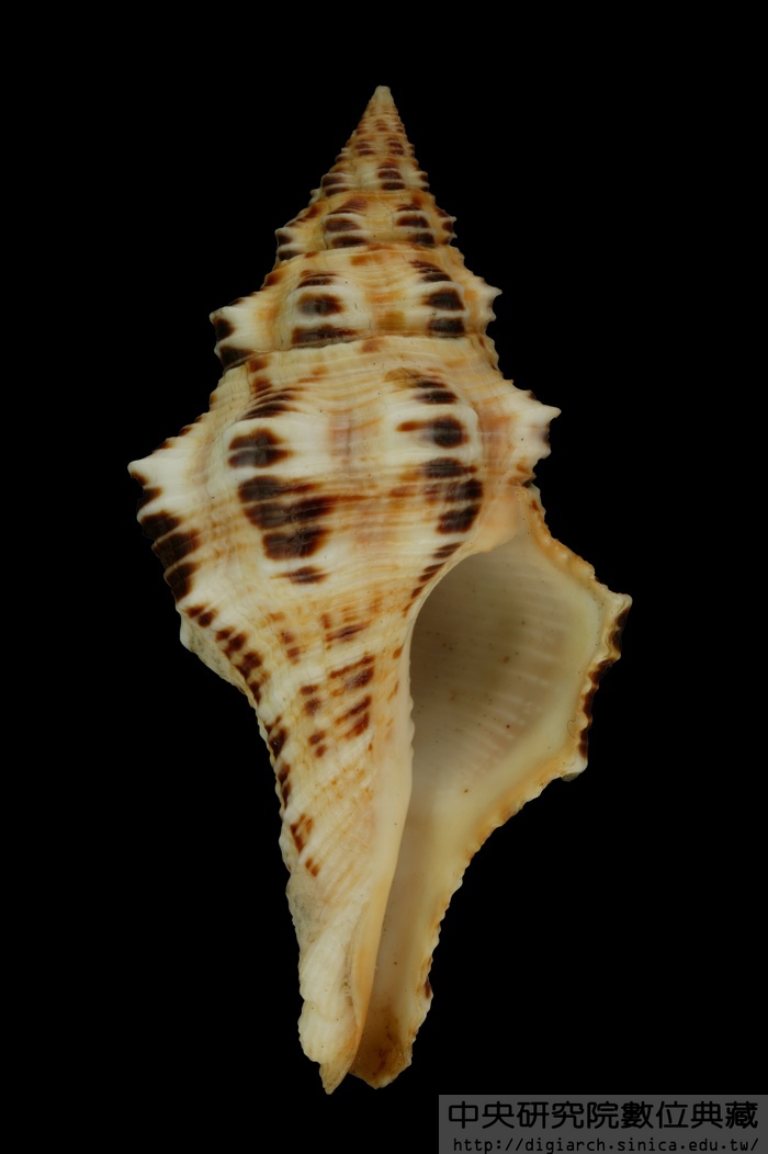 多稜旋螺 Latirus polygonus