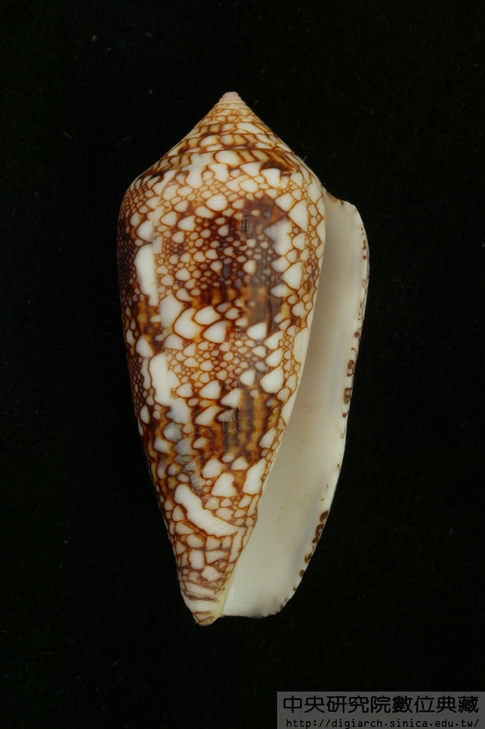 虎斑芋螺 Conus canonicus