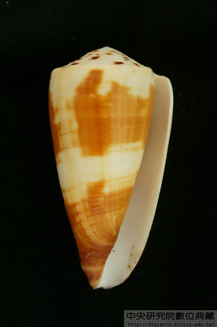 僧袍芋螺 Conus magus