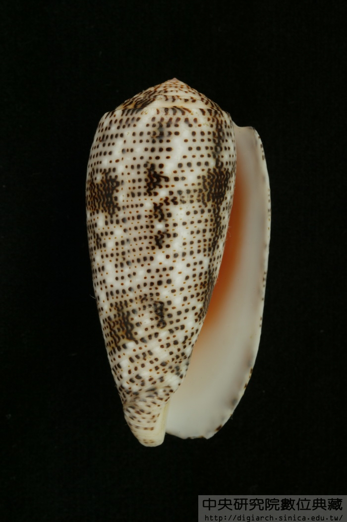 飛蠅芋螺 Conus stercusmuscarum