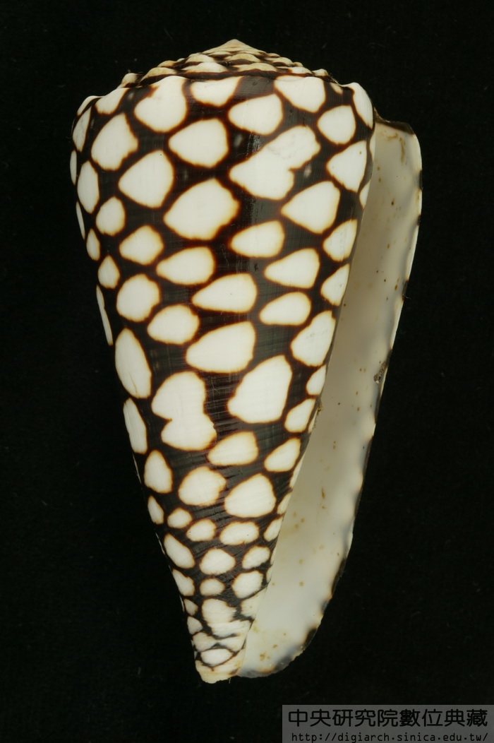 大理石芋螺 Conus marmoreus