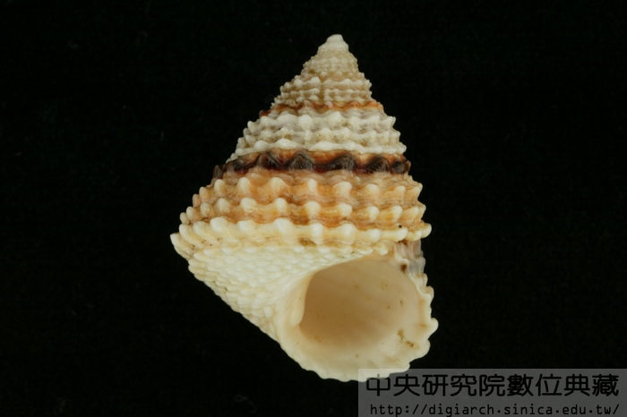 金塔玉黍螺 Tectarius coronatus