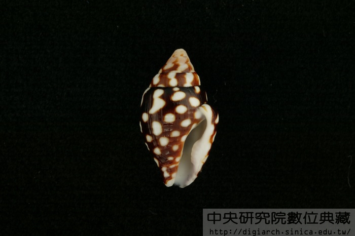 黑麥螺 Pyrene ocellata