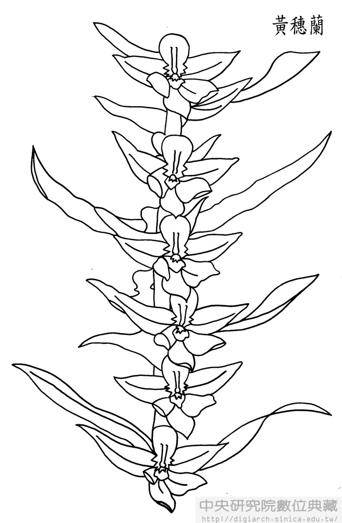 黃穗蘭