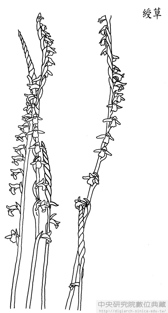 綬草