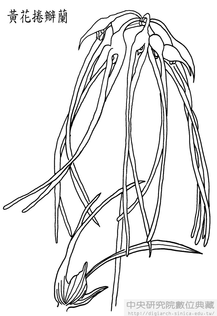 黃花捲瓣蘭