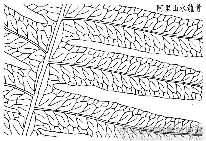  阿里山水龍骨