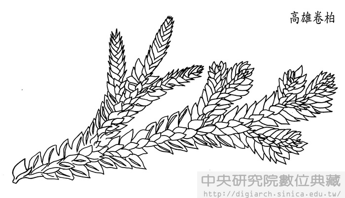 高雄卷柏