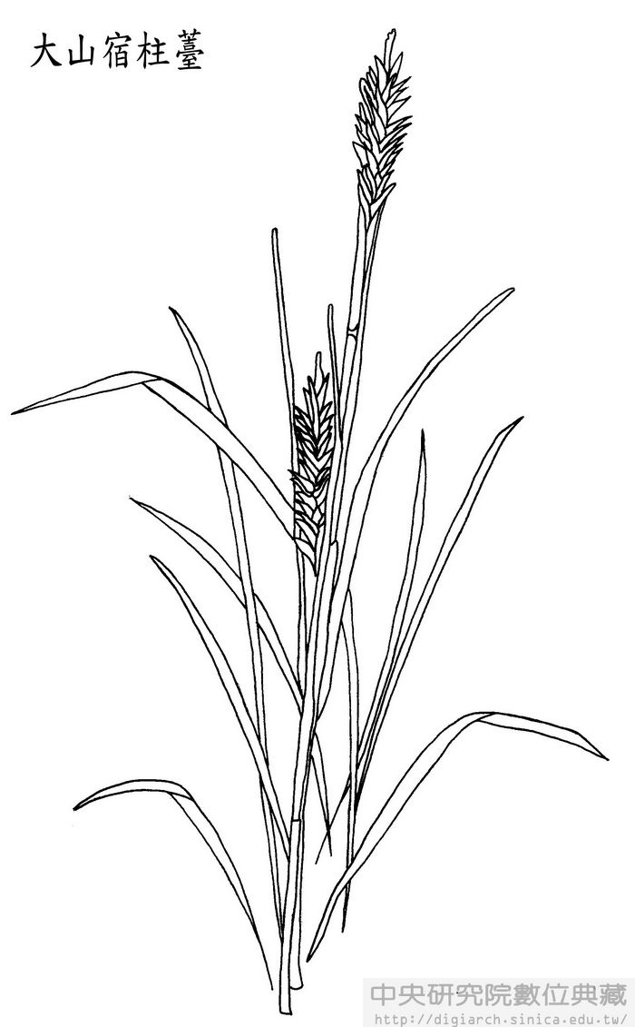 大山宿柱薹