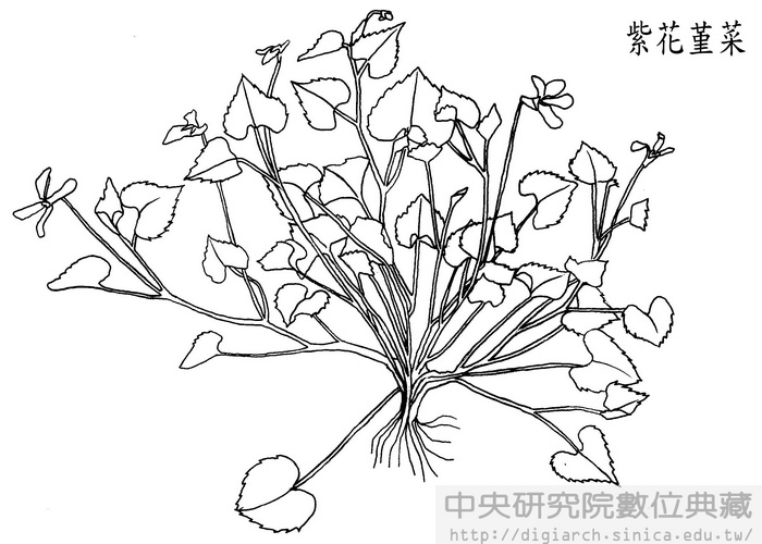 紫花堇菜