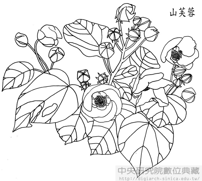 山芙蓉