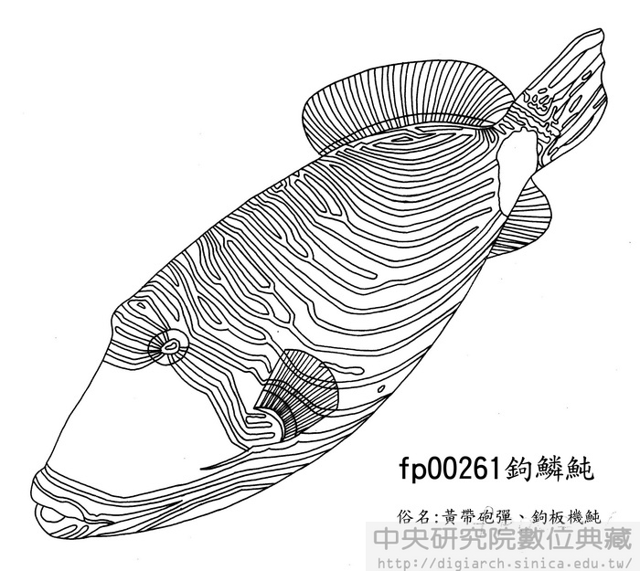 鉤鱗魨 Balistapus undulatus