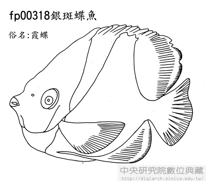 銀斑蝶魚 Hemitaurichthys polylepis