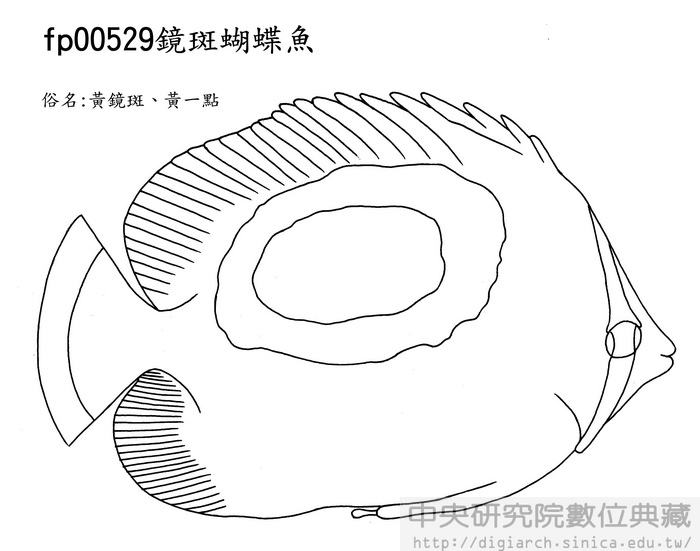 鏡斑蝴蝶魚 Chaetodon speculum