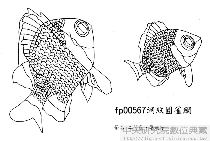 網紋圓雀鯛 Dascyllus reticulatus