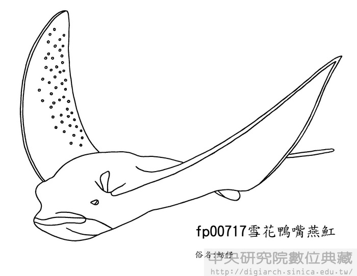 雪花鴨嘴燕魟 Aetobatus narinari