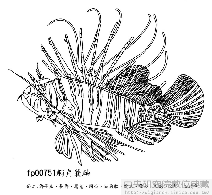 觸角簑 Pterois antennata