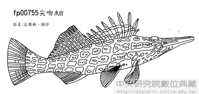 尖吻 Oxycirrhites typus